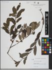 Foto von Salix atrocinerea Brot.